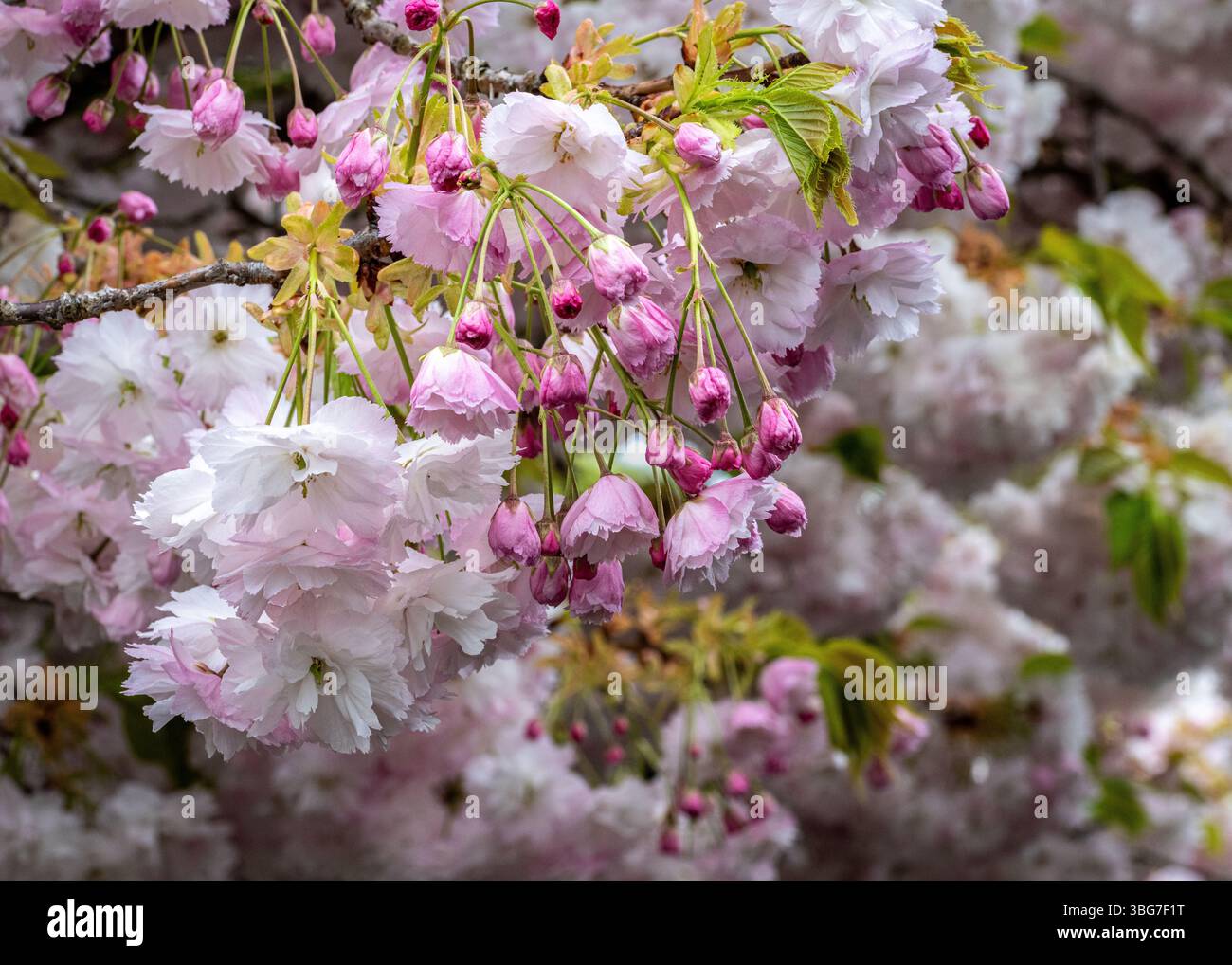 japanese-cherry-blossom-prunus-serrulata-shimidsu-sakura-stock-photo
