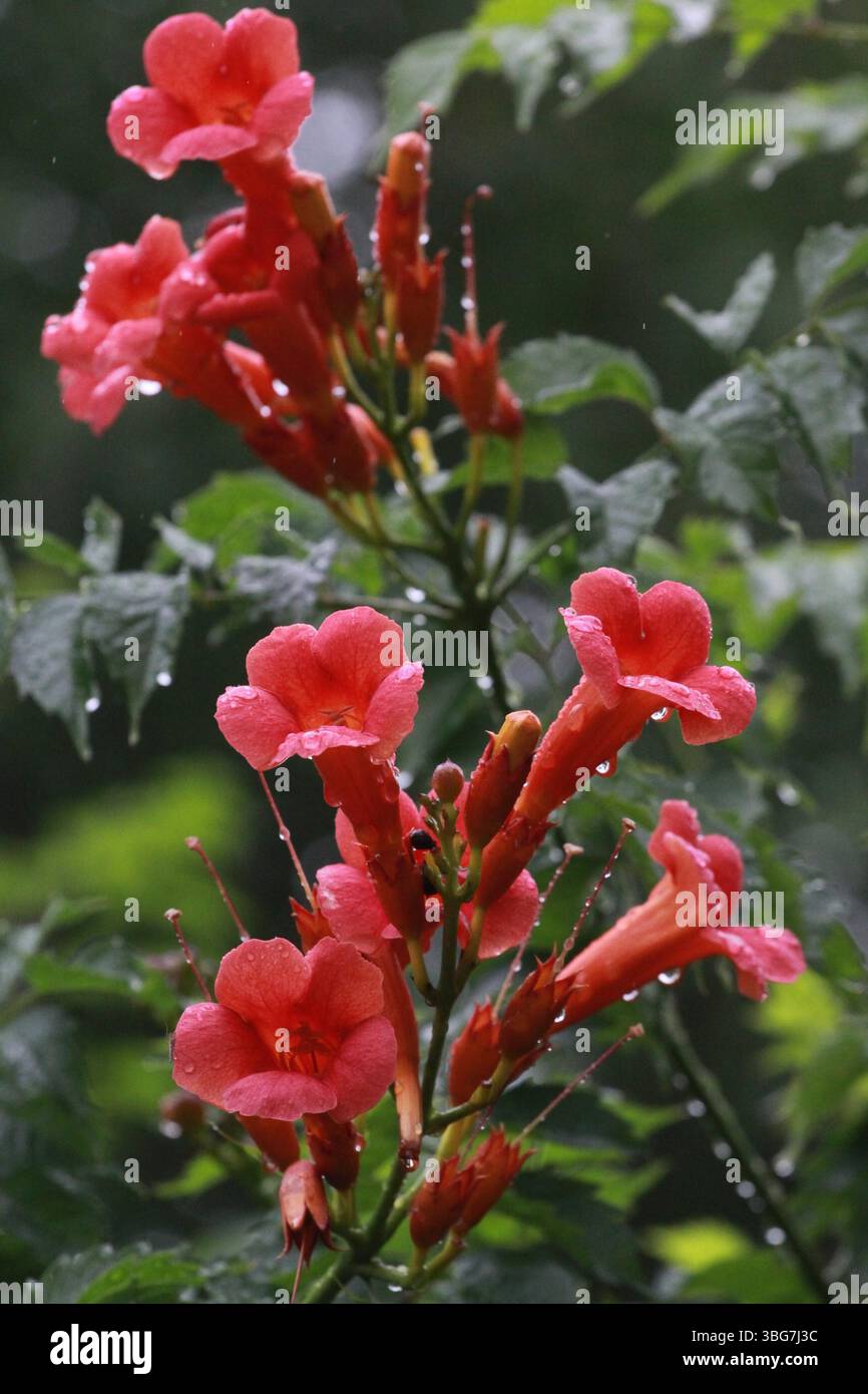 Chinese trumpet vine flowers burst into bloom in Nantong City, east ...