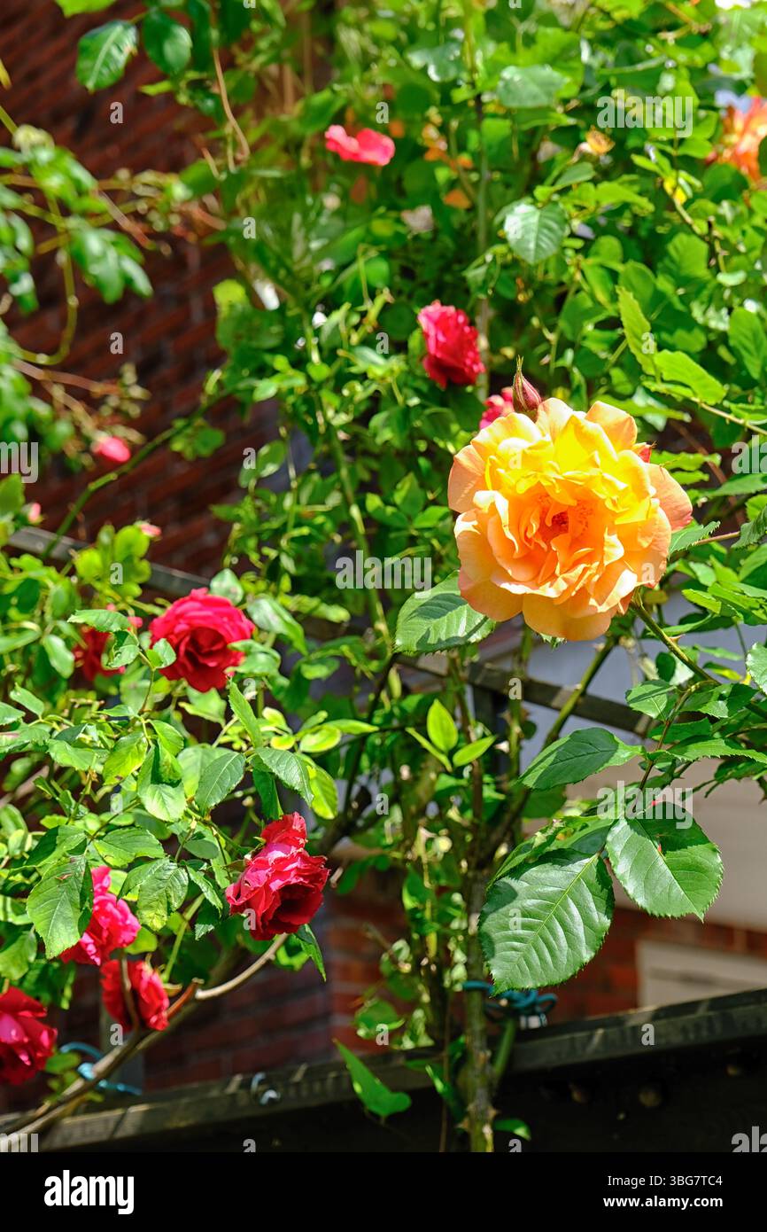 Beautiful climbing roses in different colors Stock Photo - Alamy
