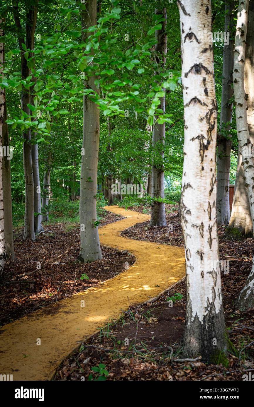 Pretty manmade pathway forming a zigzag through a UK woodland; the path winding through the birch trees planted. Stock Photo