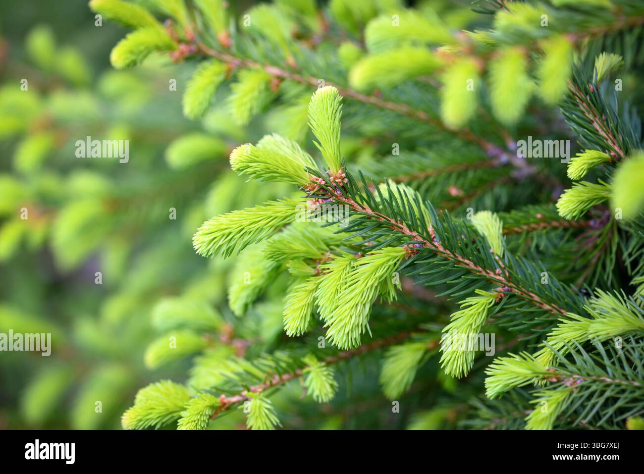 Spruce Tree Spring Branches spruce tree with young new shoots on a natural green ...