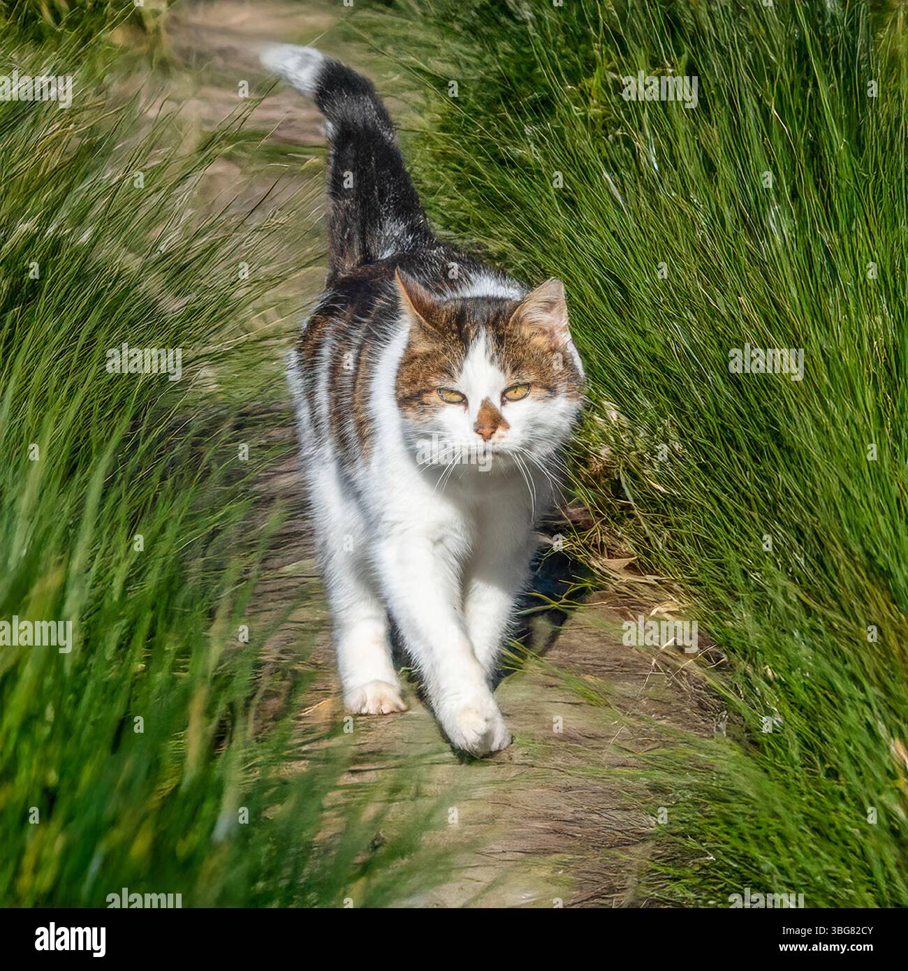 tabby cat walking in grass Stock Photo