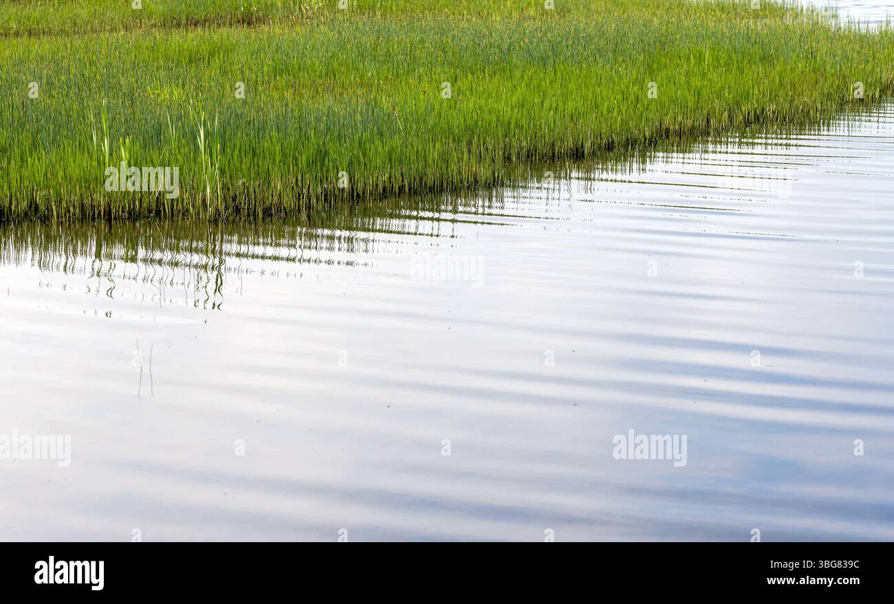 Wetland reed growing around hi-res stock photography and images - Alamy