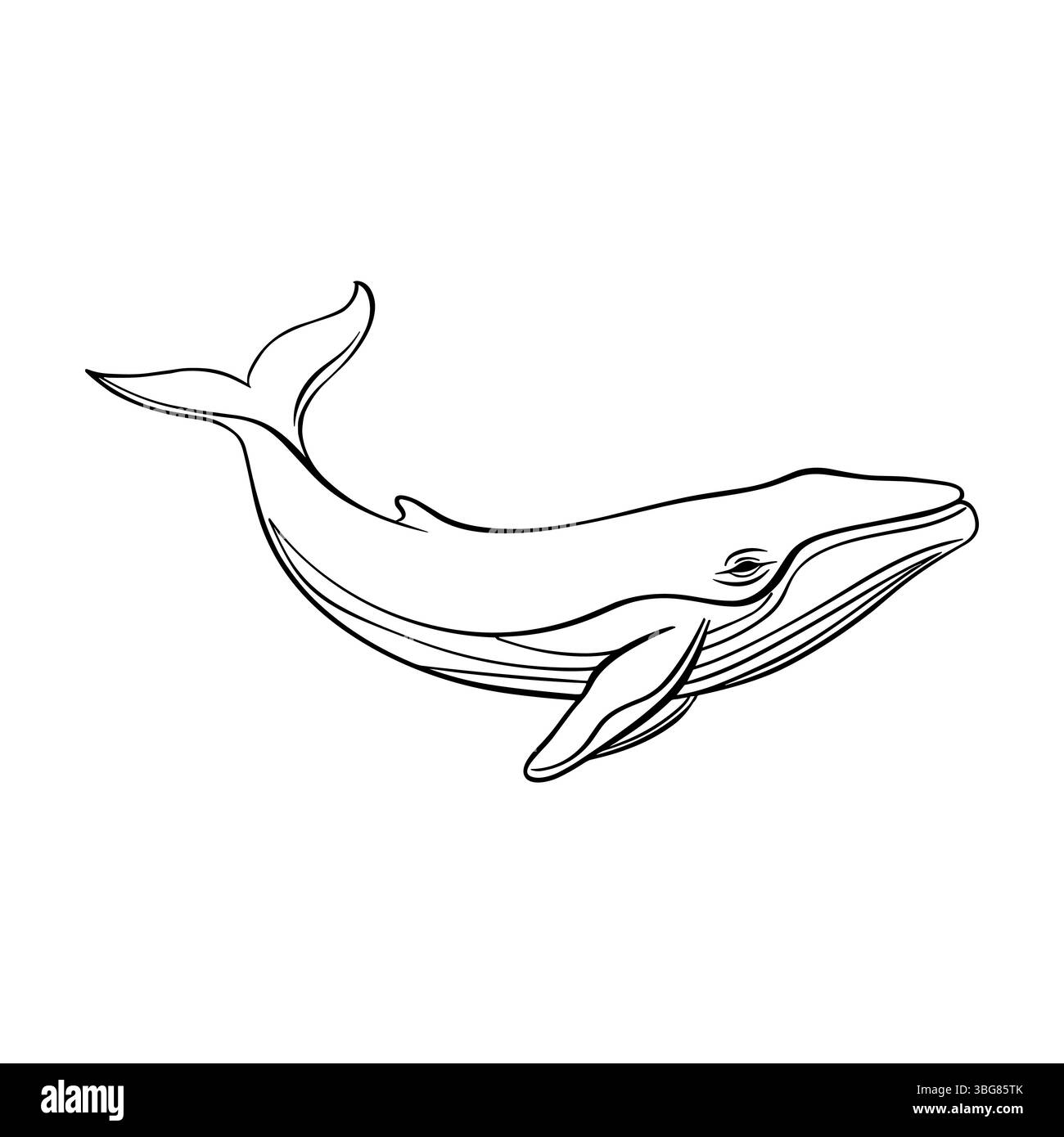 Outline while icon. Realistic sketch, minimal animal doodle. Line art, vector logo design Stock Vector