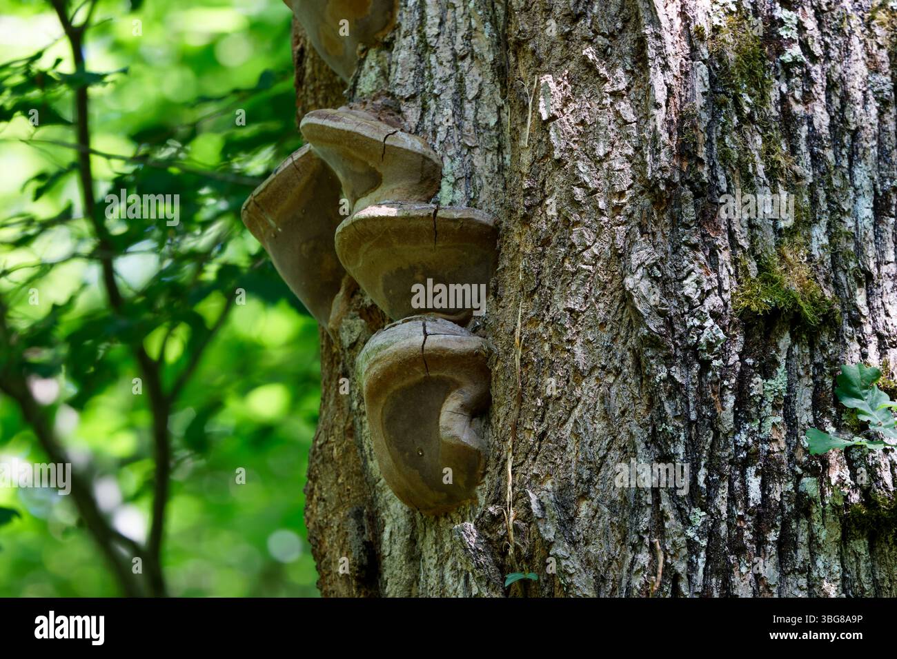 Close-up of tree trunk with bracket fungi growing on it in a forest. Stock Photo
