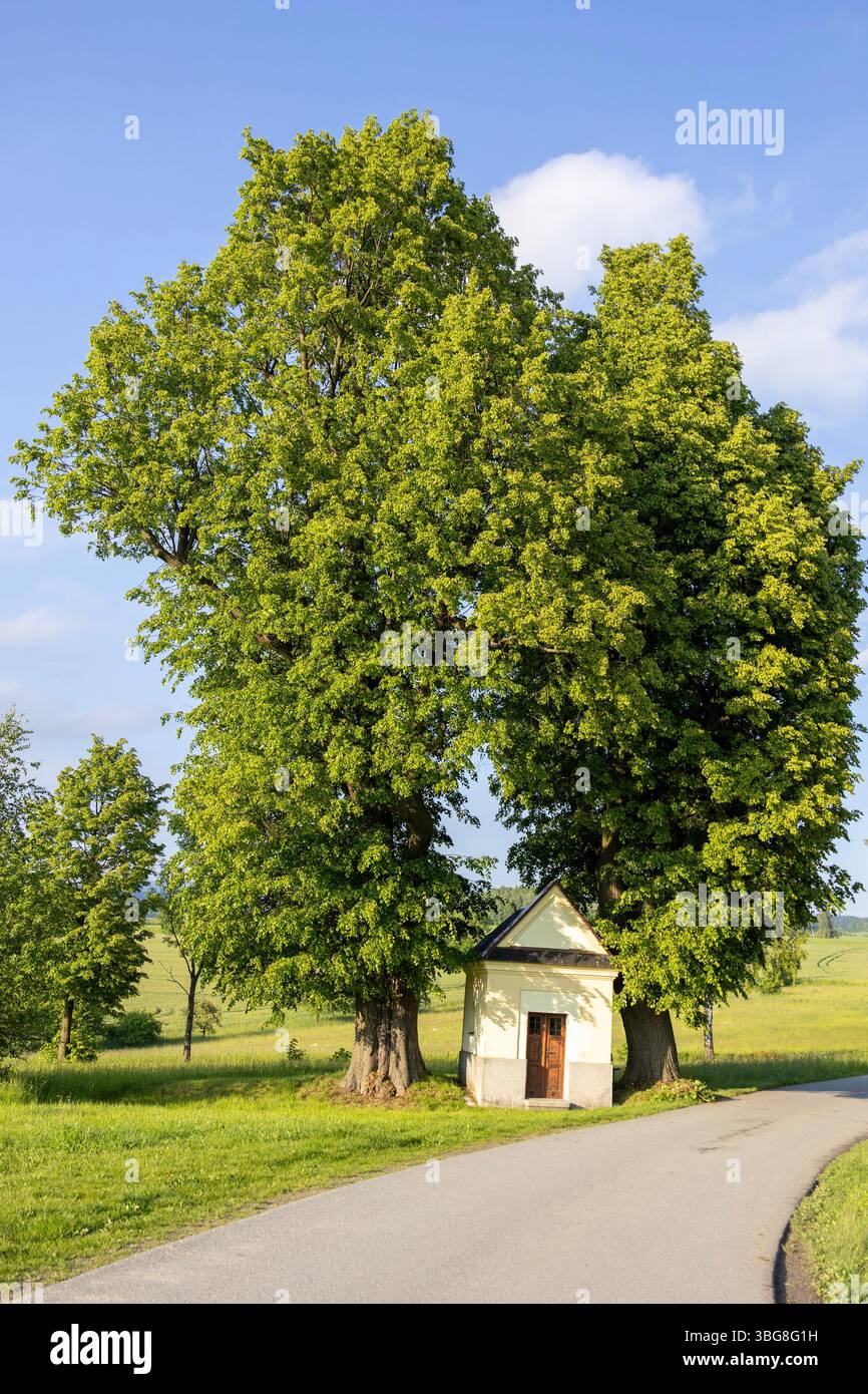 Traditional chapel beneath two old lime trees on historic pilgrimage ...
