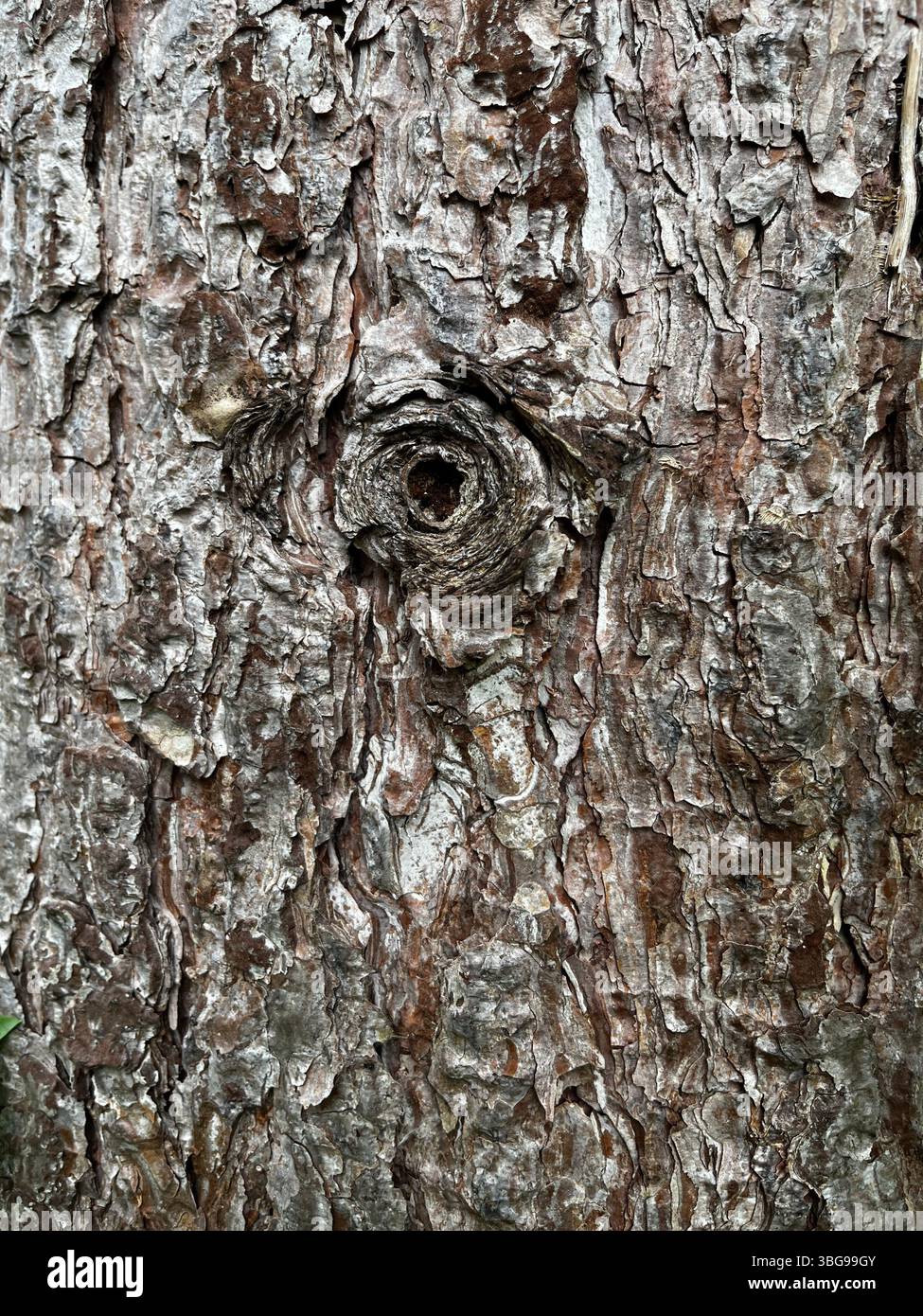 Eye in a tree, beautiful eye formation in bark of tree. - Smartphone Captured Stock Image