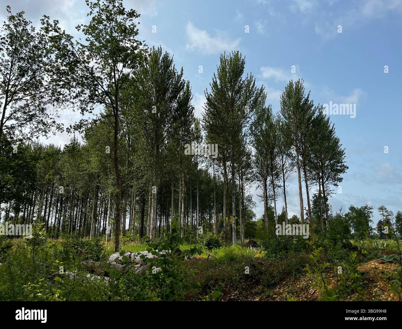 Clearing in the forest in the Cotswolds - Smartphone Captured Stock Image