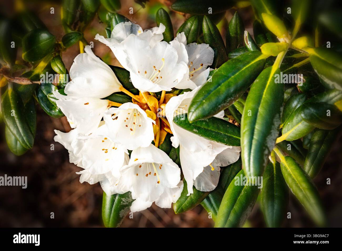 Yakushimanum Rhododendron (Rhododendron 'Koichiro Wada', Rhododendron  Koichiro Wada, Rhododendron yakushimanum), blooming, cultivar Koichiro Wada,  Germany, Lower Saxony Stock Photo - Alamy