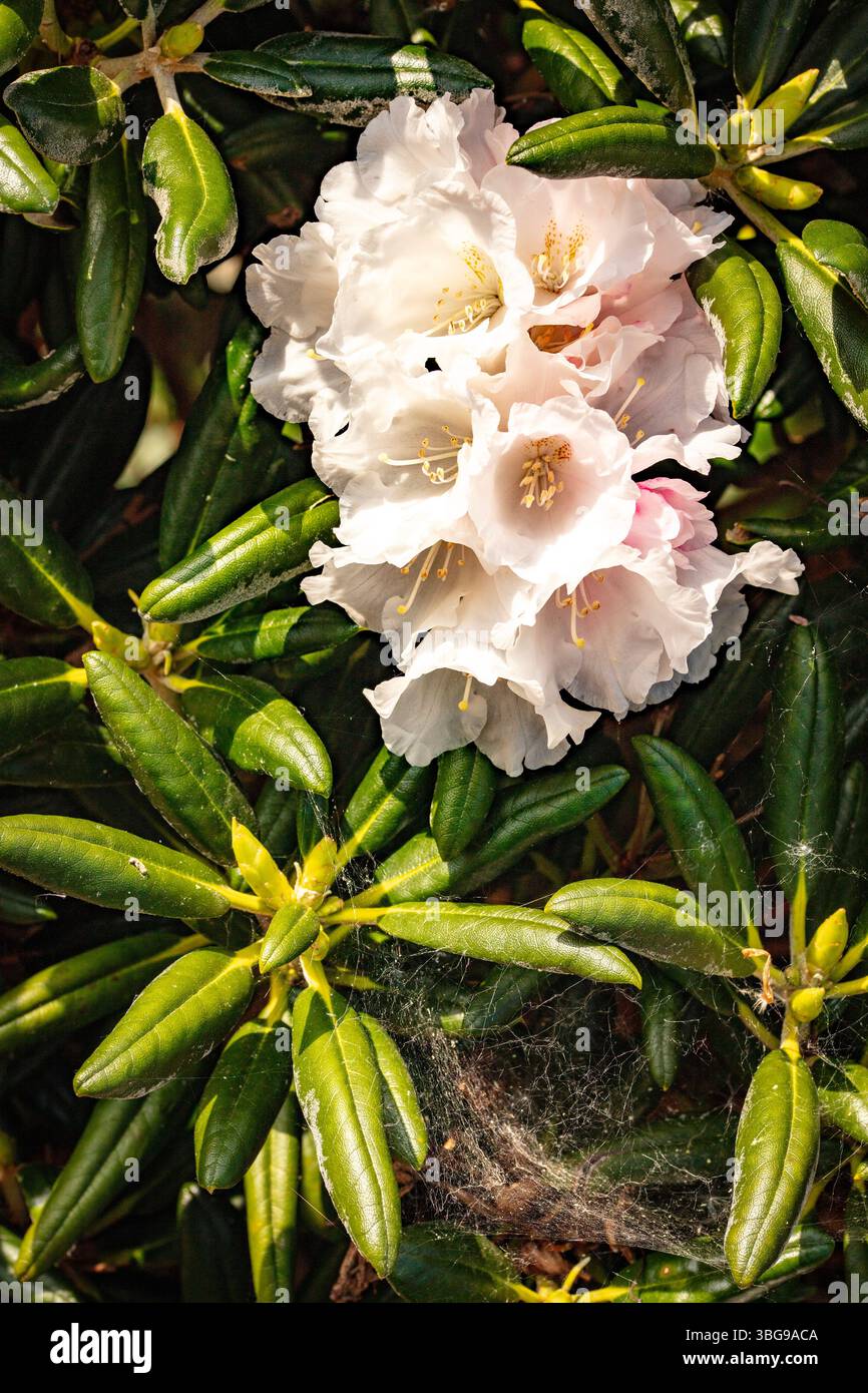 Yakushimanum Rhododendron (Rhododendron 'Koichiro Wada', Rhododendron  Koichiro Wada, Rhododendron yakushimanum), blooming, cultivar Koichiro Wada,  Germany, Lower Saxony Stock Photo - Alamy