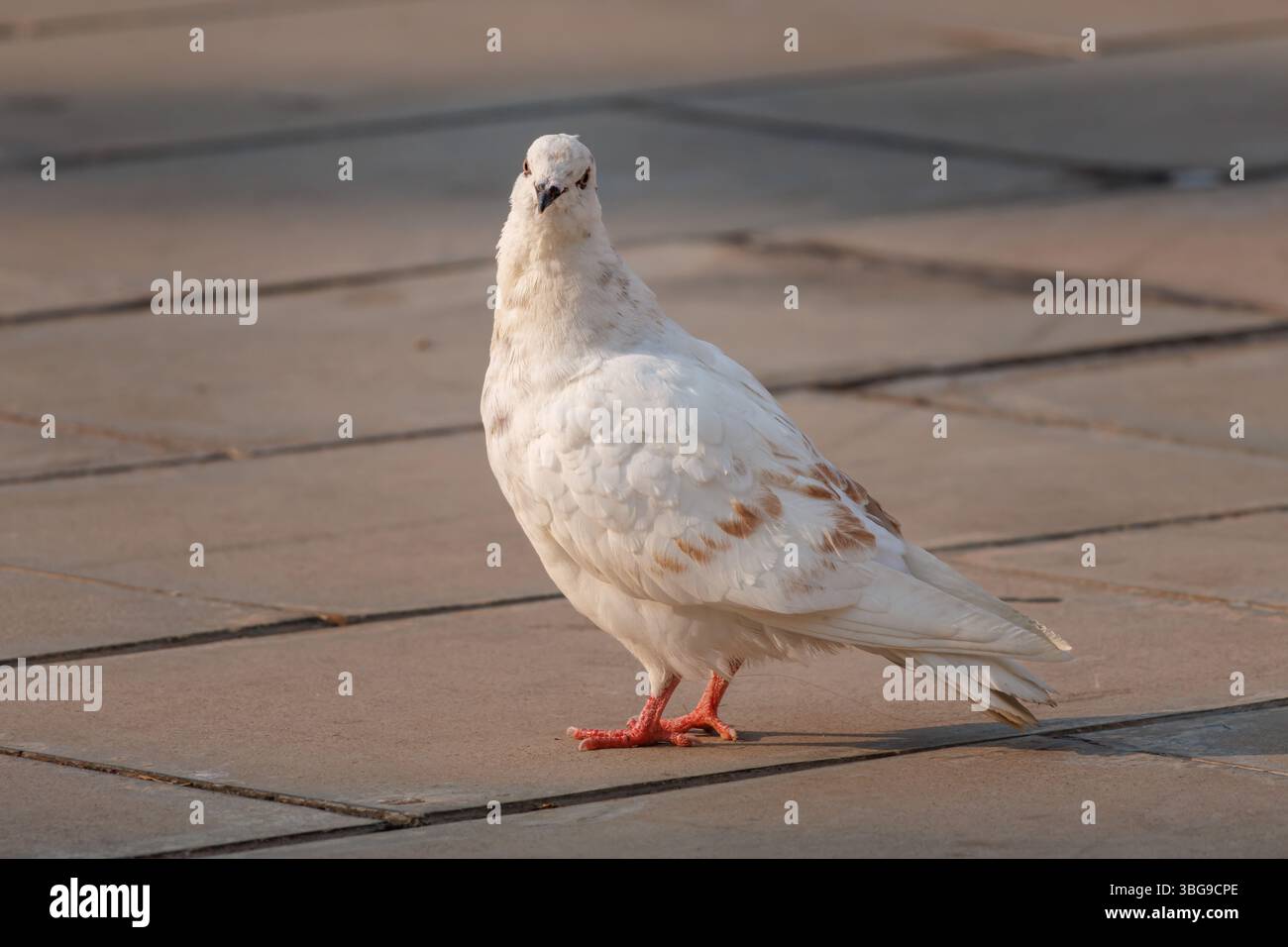 Common pigeon in morning light looking at camera on sidewalk tiles, Alcoy, Spain Stock Photo