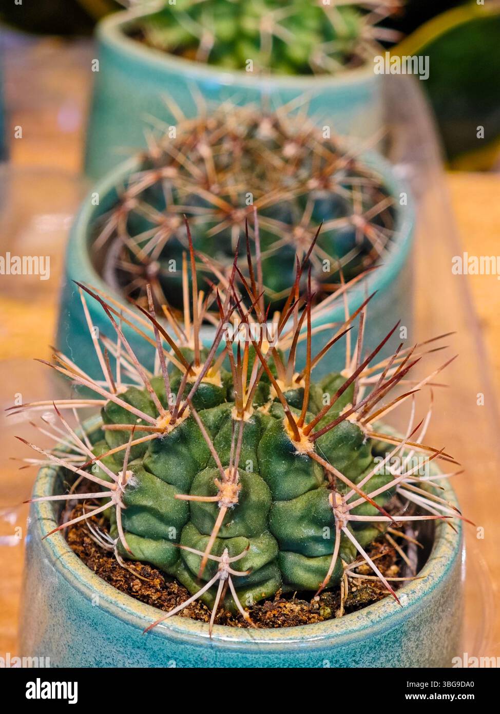 Multiple cacti hi-res stock photography and images - Alamy