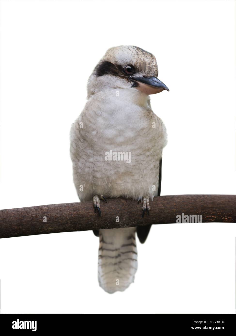 Kookaburra isolated on white background Stock Photo