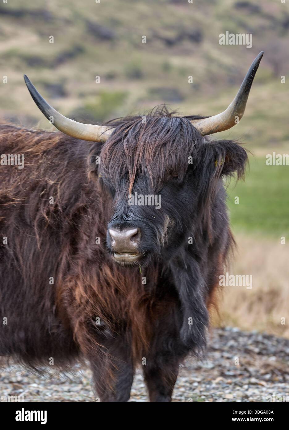 portrait of a scottish highland cattle on a pasture in scotland Stock ...