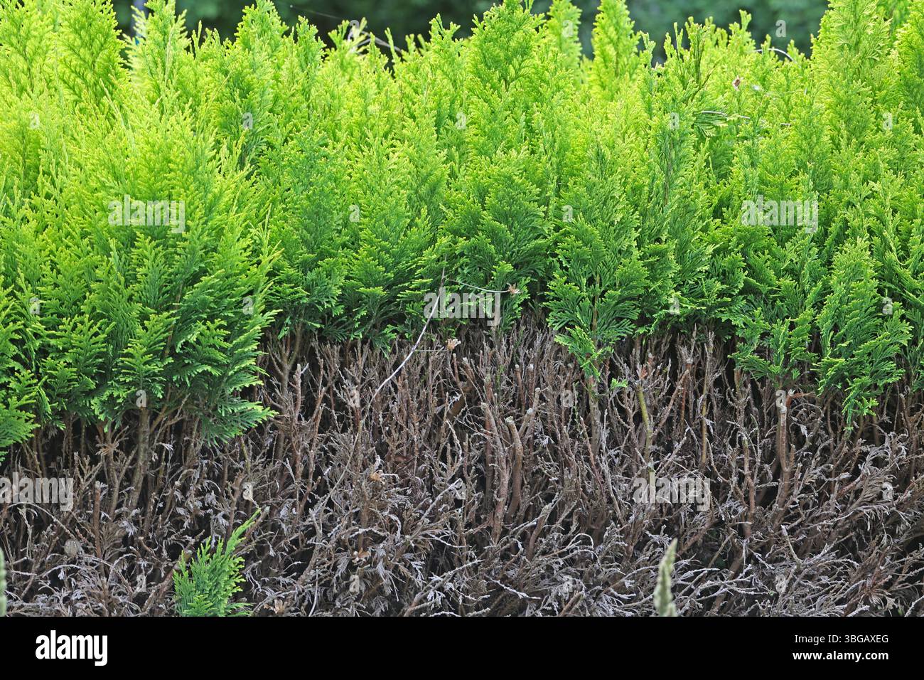 Wchst Abgeschnittene Thuja Nach