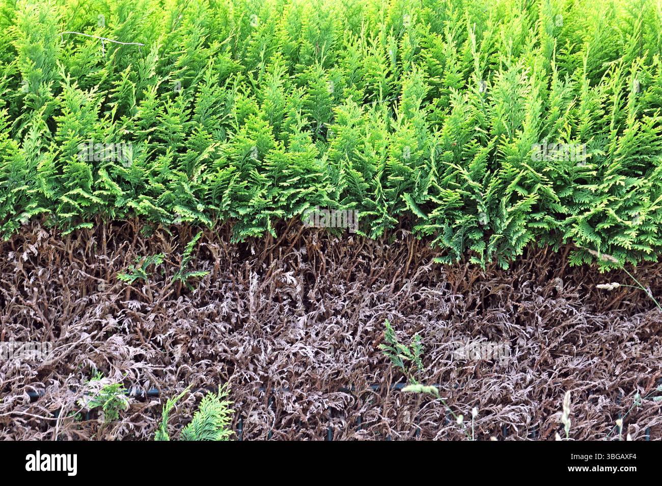 Wachst Abgeschnittene Thuja Nach