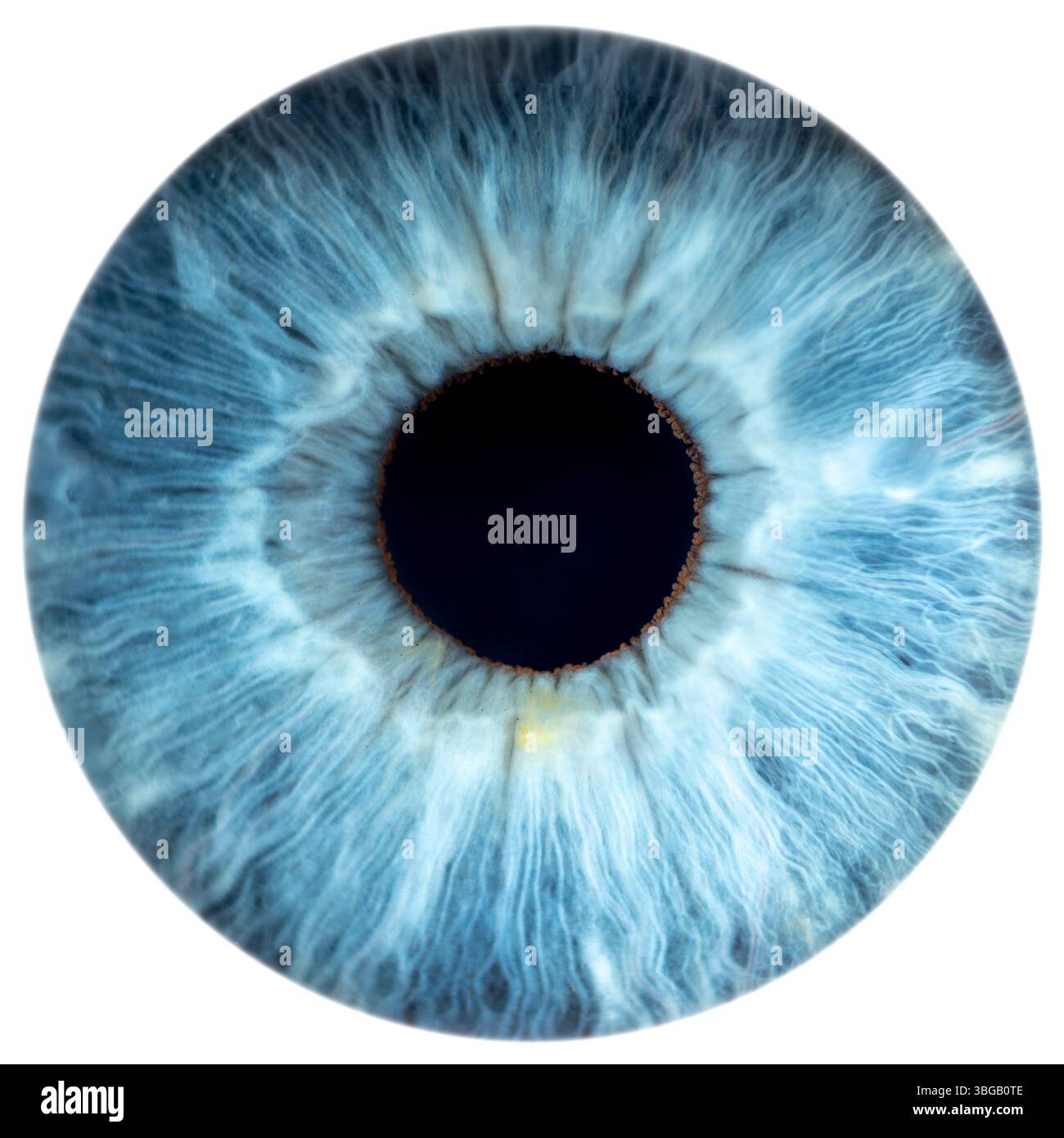 Description: Super close-up of male blue coloured iris. Structural and ...