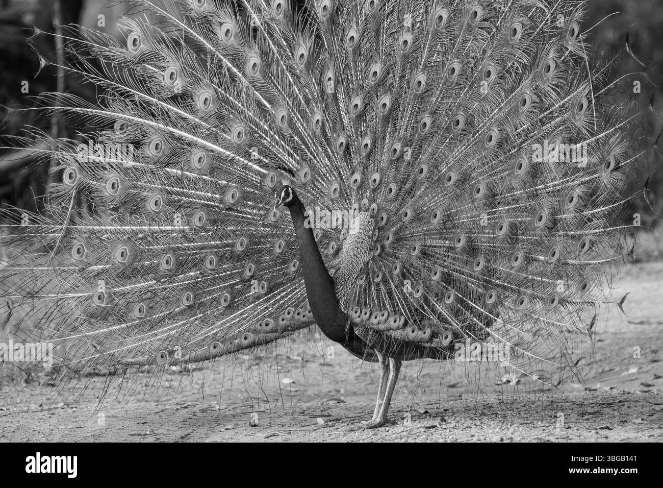 A majestic Indian peafowl shows off it's plumage in the jungles of Kumana. Stock Photo