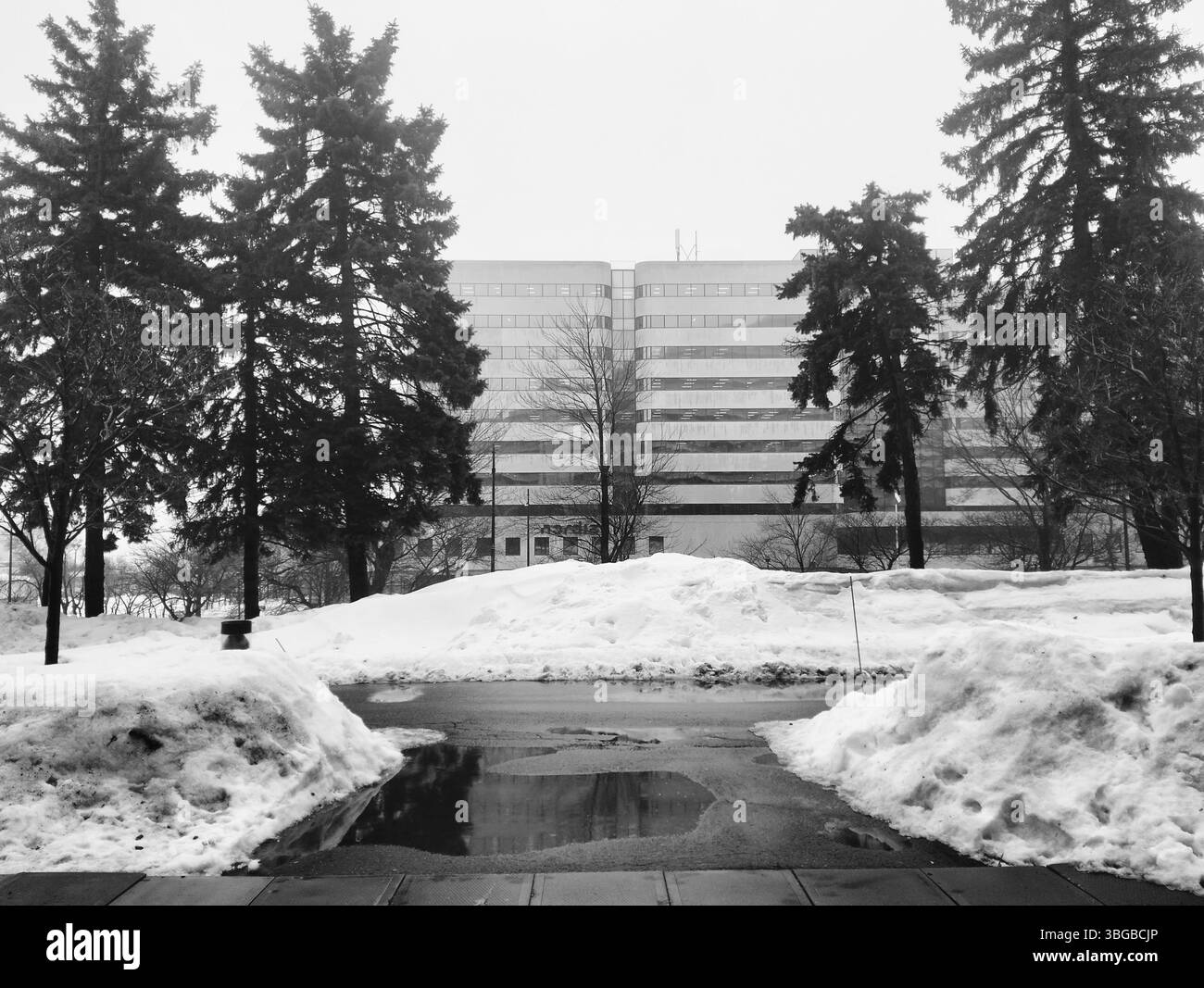 A black and white photograph of a modern office building framed by tall pine trees. Snowbanks and wet pavement reflect the overcast winter sky. - Smartphone Captured Stock Image