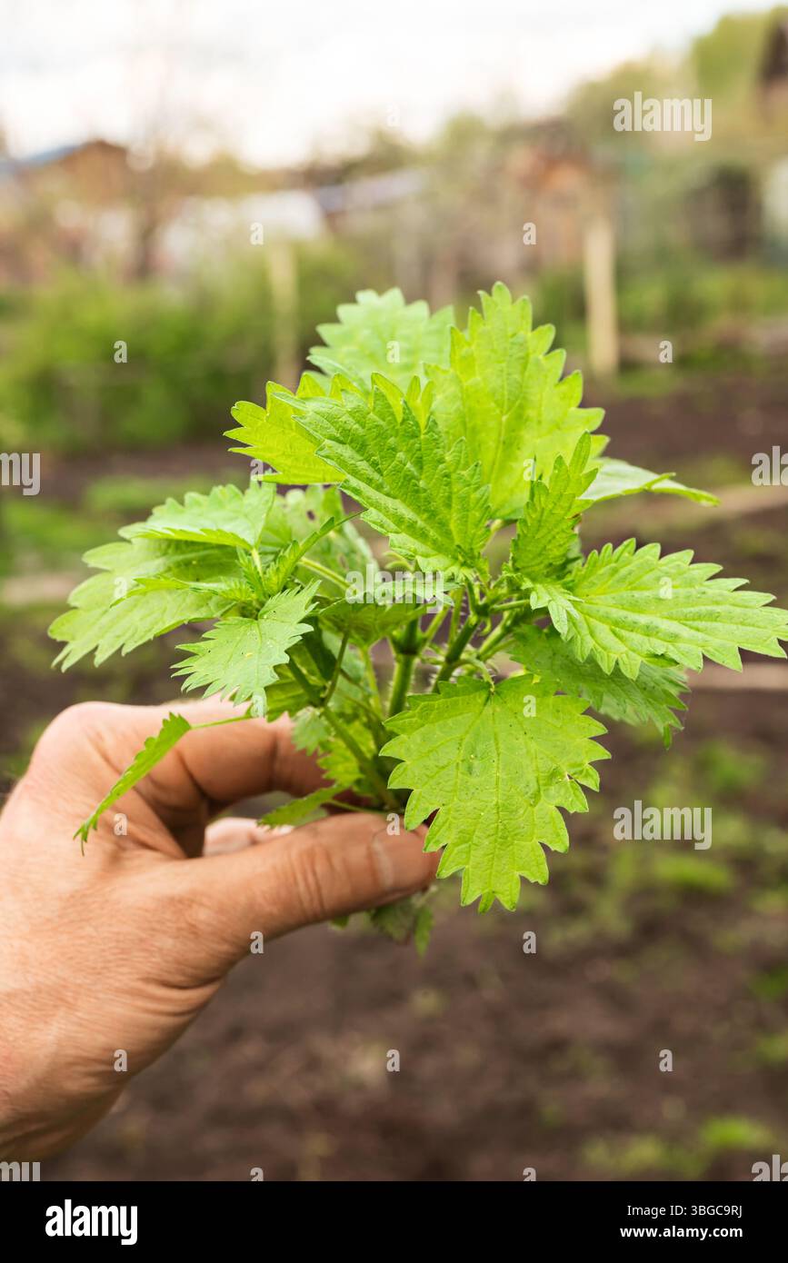 man holds nettle plant in his hand. Burns on body from nettle dioecious Stock Photo