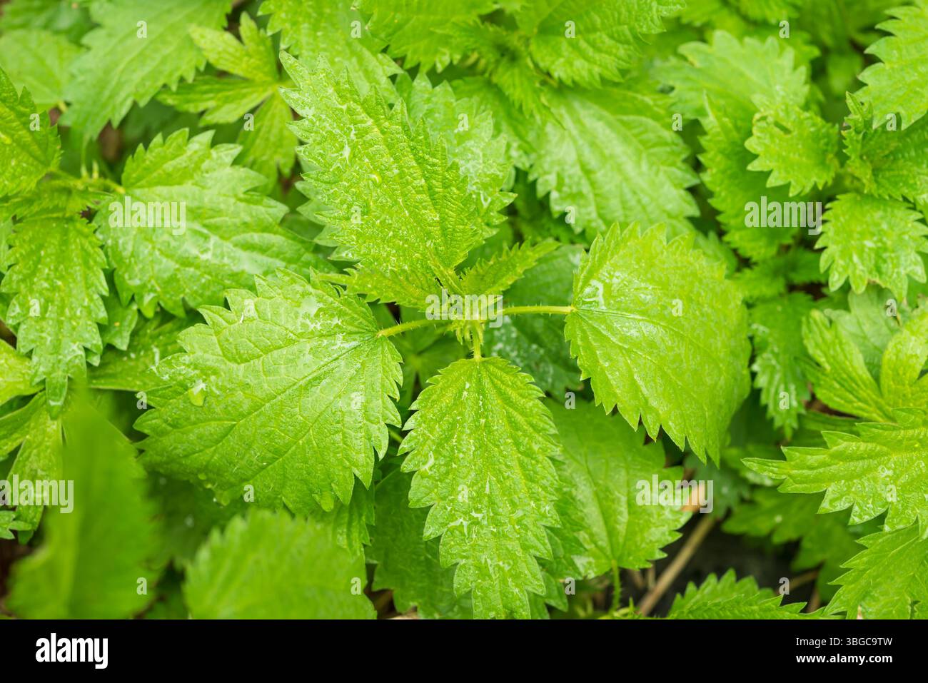 Nettle is dioecious, stinging nettle in the garden. Nettle is wild ...