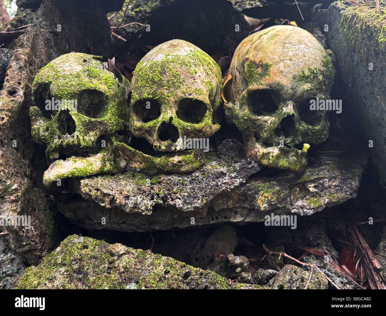 Human skulls from victims of headhunting 200 years earlier, Skull Island, Vona Vona Lagoon, Western Province, Solomon Islands - Smartphone Captured Stock Image
