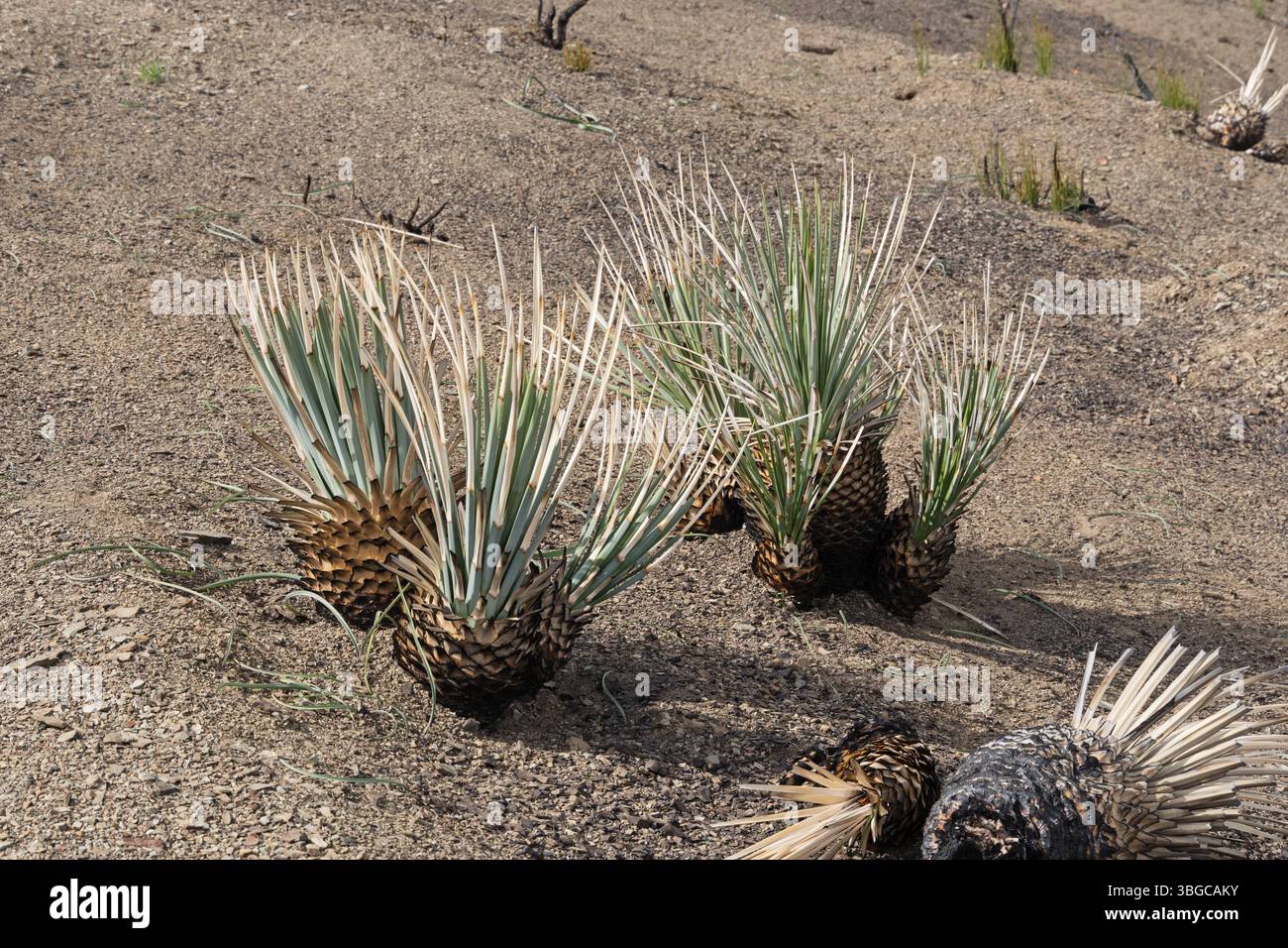 yucca plants that were partially burned by the Post Fire 8 months earlier some survived Stock Photo