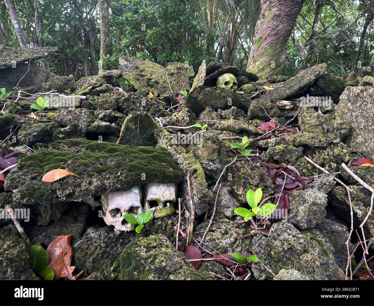 Chieftan skulls from 200 years earlier, Skull Island, Vona Vona Lagoon, Western Province, Solomon Islands - Smartphone Captured Stock Image