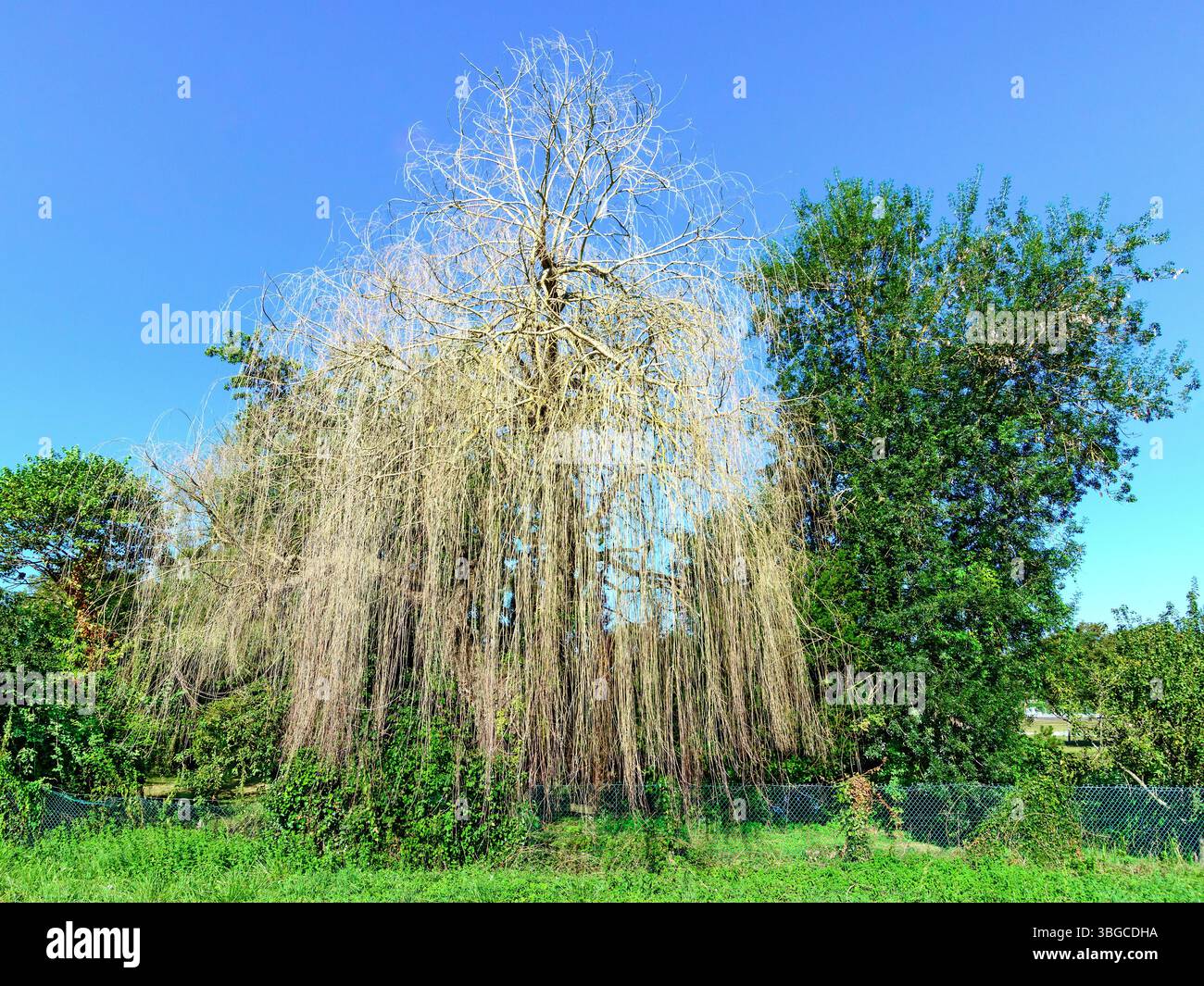 Dead Weeping Willow (Salix) tree - central France. Stock Photo