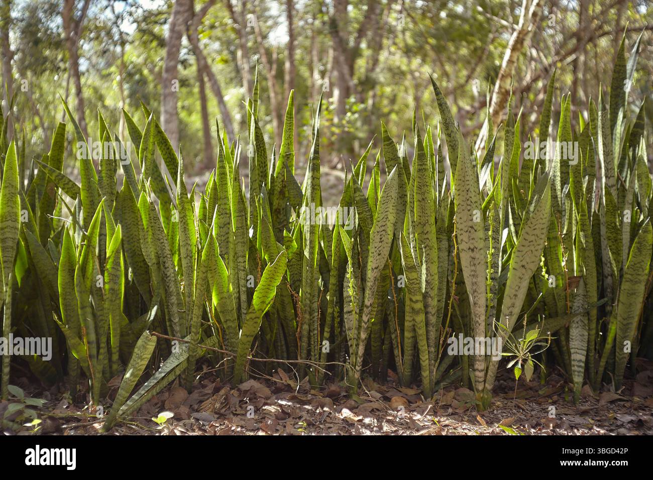 Mother-in-law's tongue plants growing in the tropical forest of chichén ...