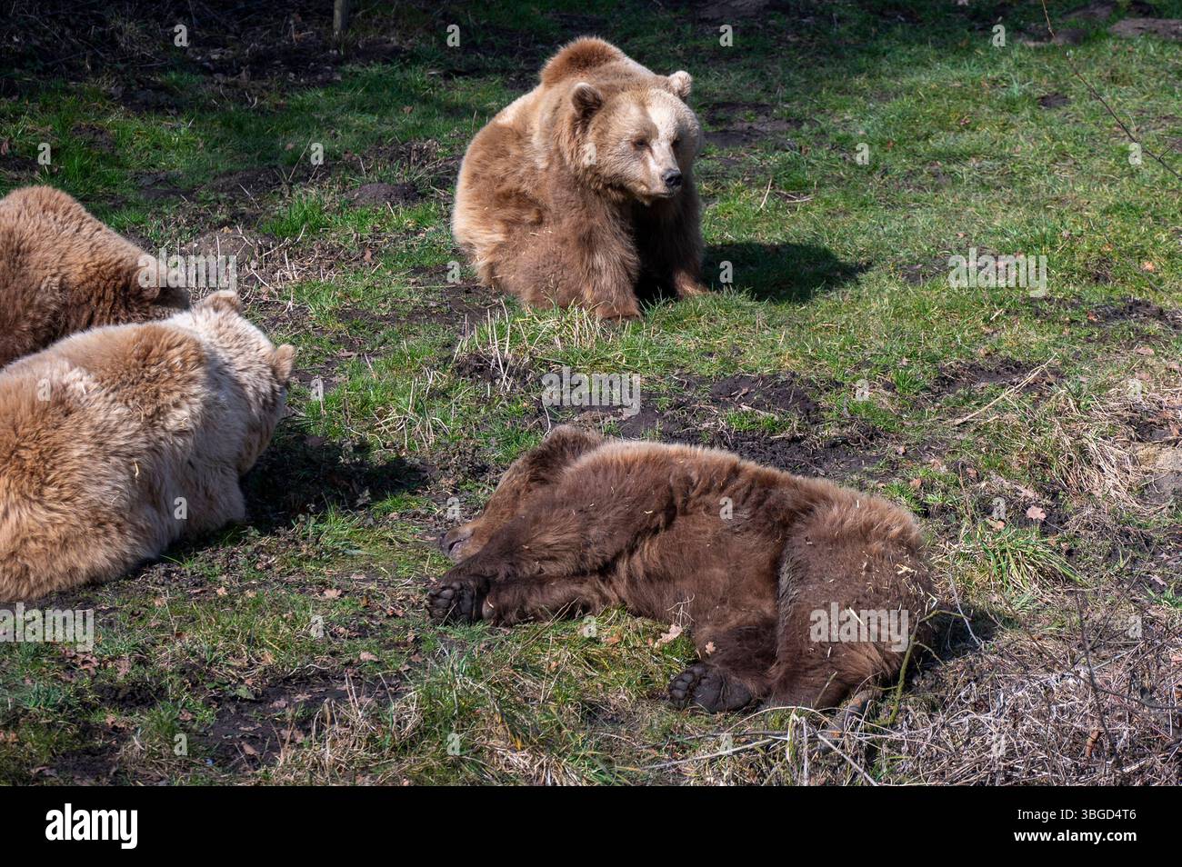 Poing, Braunbaeren im Wildpark Poing *** Poing, brown bears in Poing ...