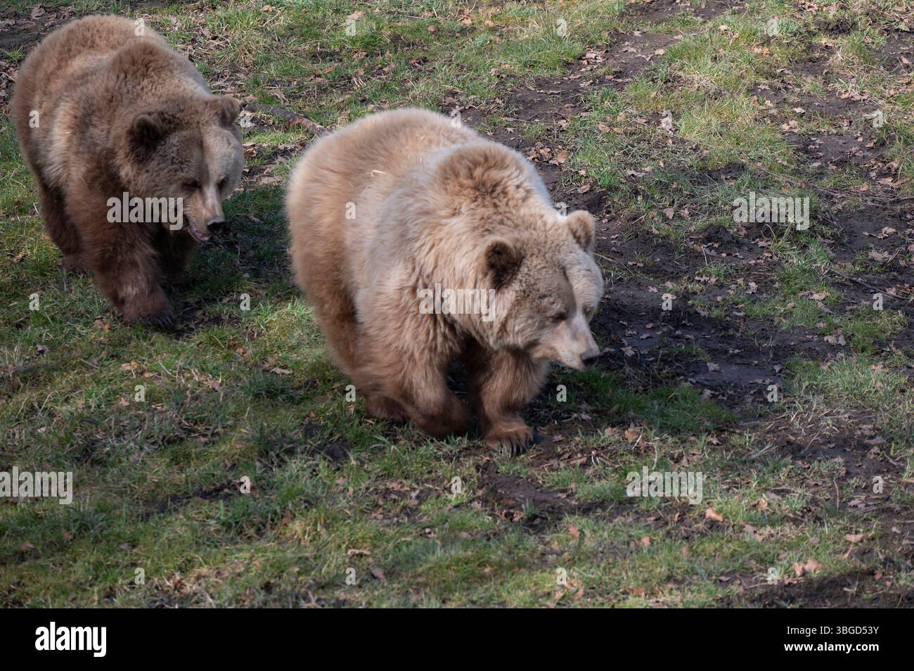 Poing, Braunbaeren im Wildpark Poing *** Poing, brown bears in Poing ...