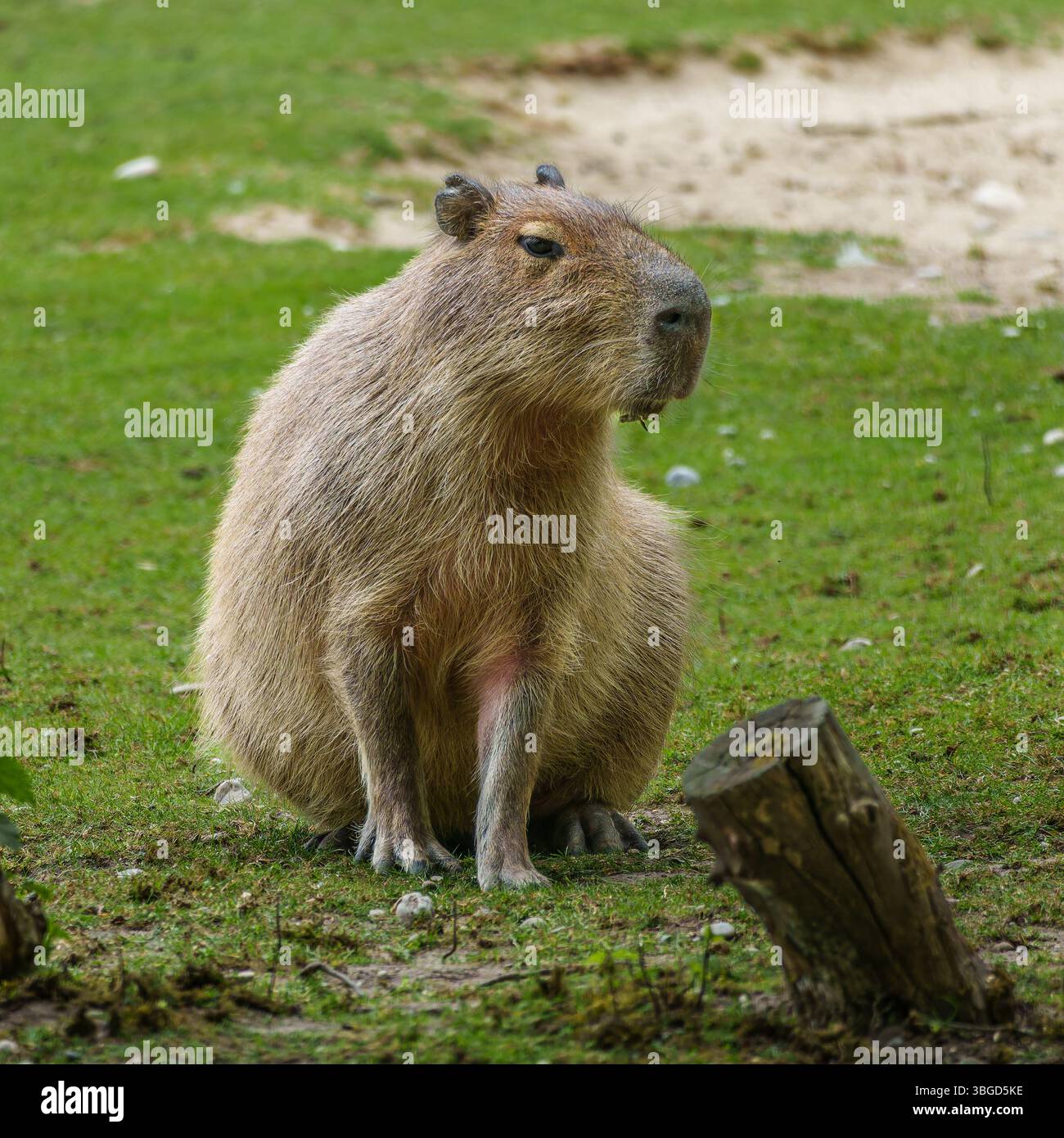 The capybara, Hydrochoerus hydrochaeris is a mammal native to South ...
