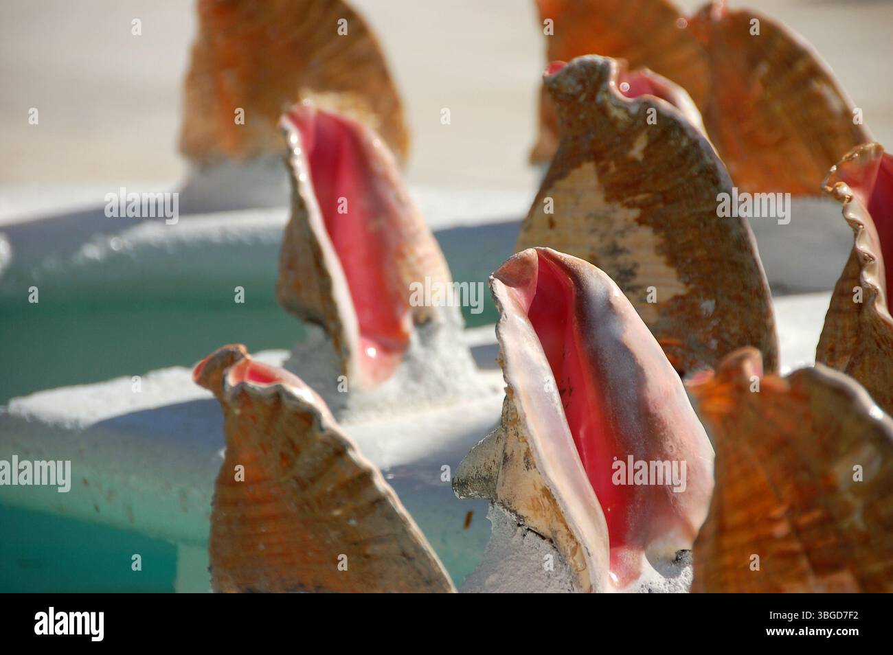 Pink conch hi-res stock photography and images - Alamy