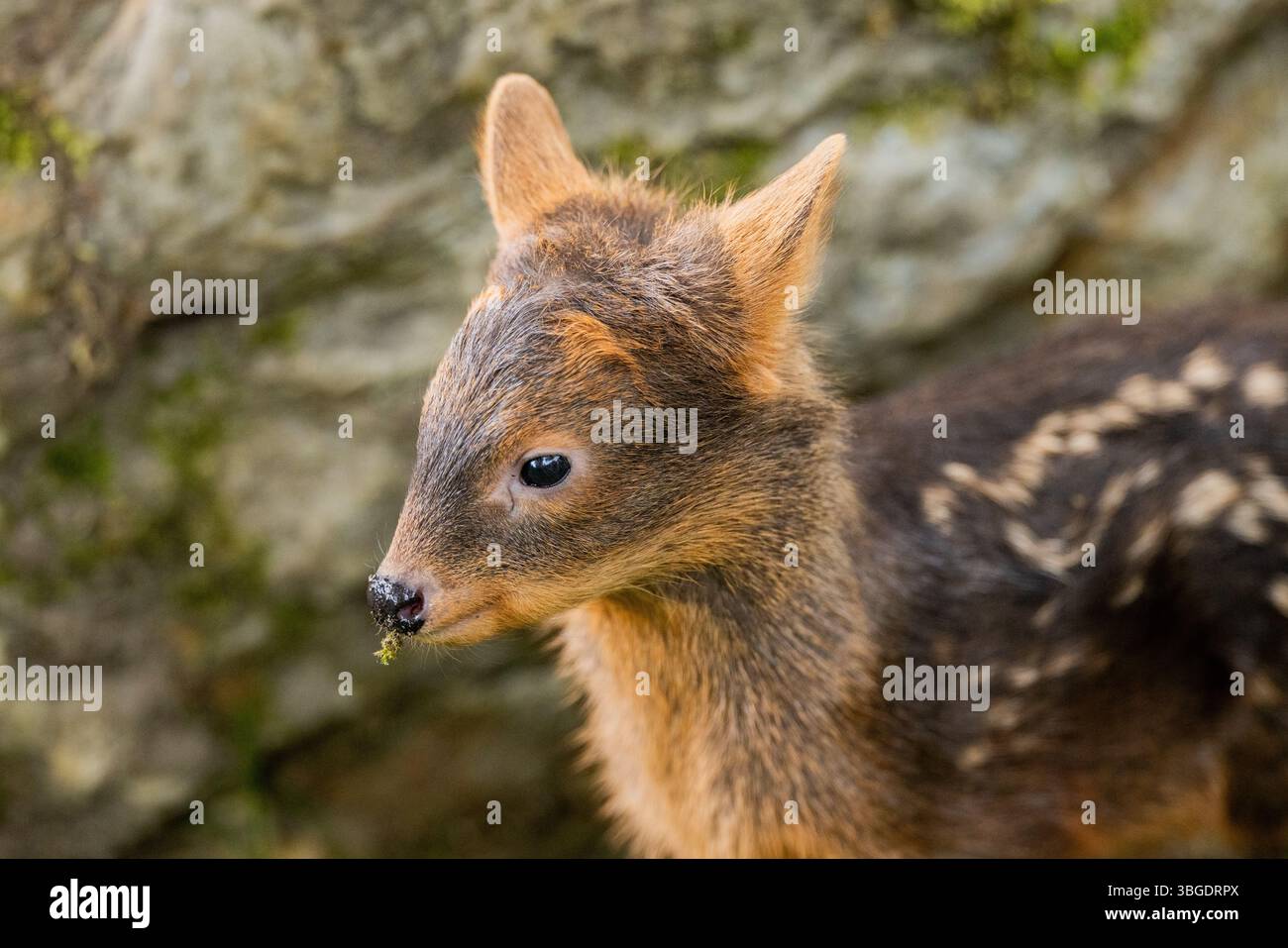 Cologne, Germany. 05th June, 2025. The female southern poodoo baby ...