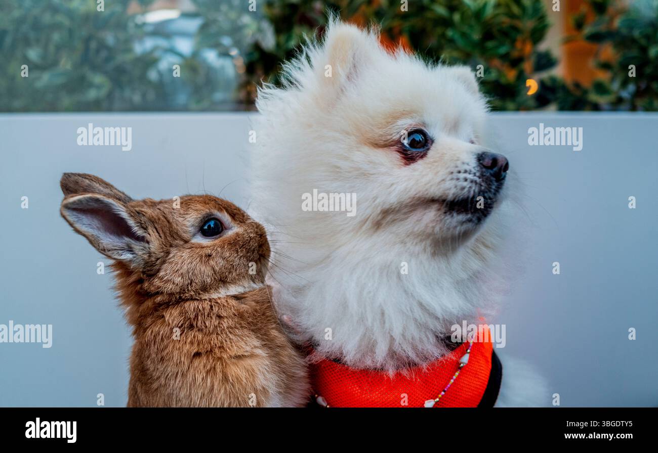 Pet rabbit and dog in Ortakoy, Istanbul, Turkey Stock Photo - Alamy