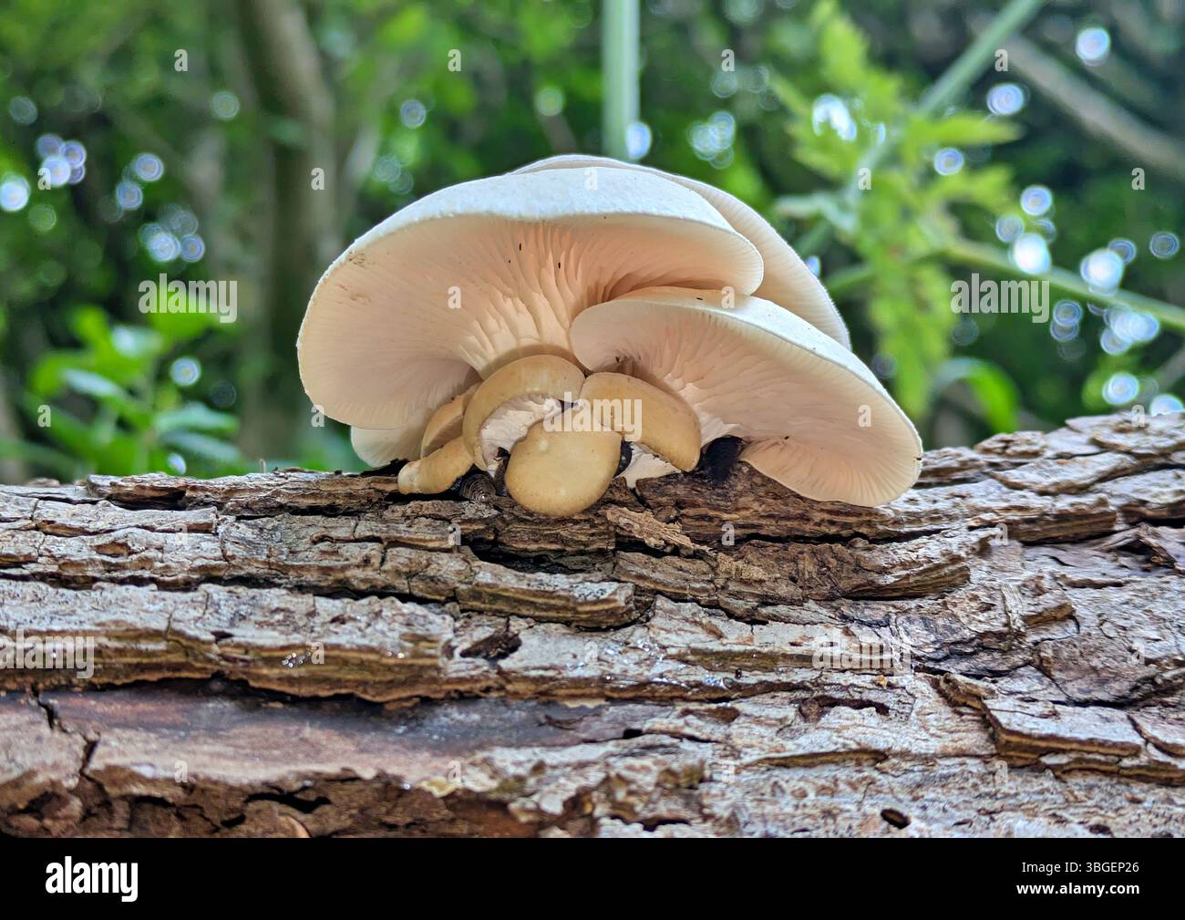 White mushrooms growing on dead tree trunk Stock Photo