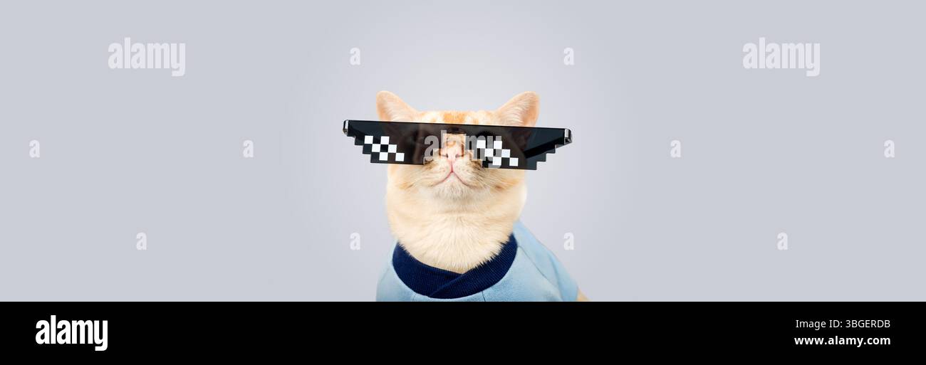 Stylish Burmese cat in trendy pixel glasses on a blue background. Copy space. Stock Photo