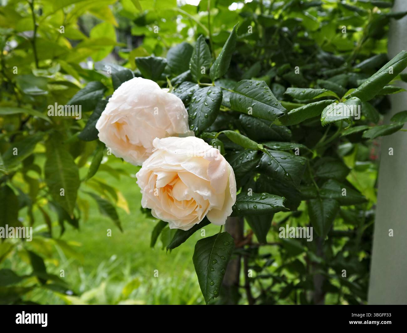 Elegant white roses blooming with soft light and droplets Stock Photo ...