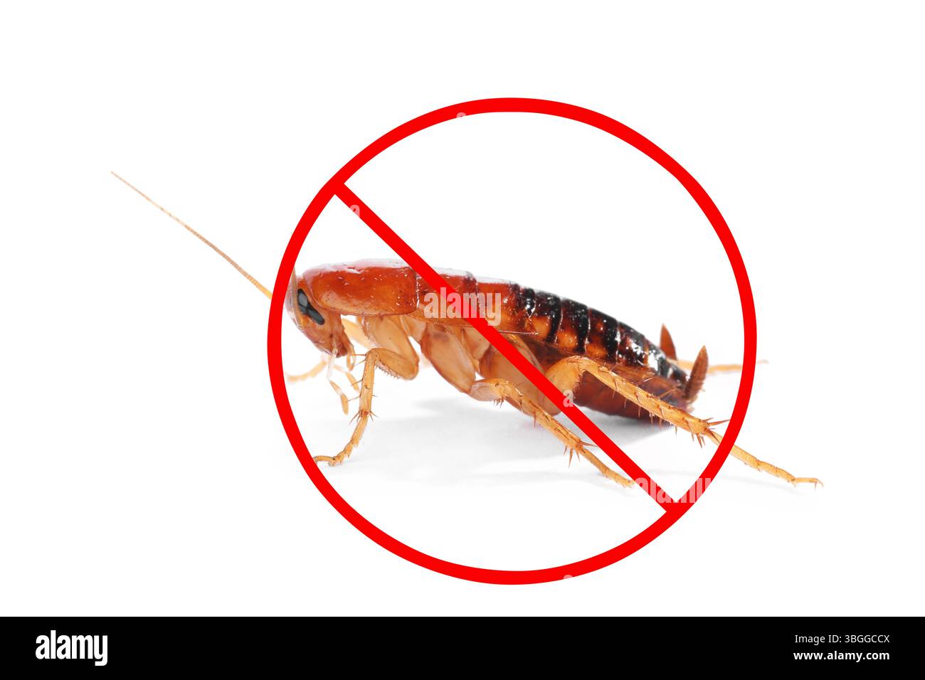Pest control. Cockroach with red prohibition sign on white background ...