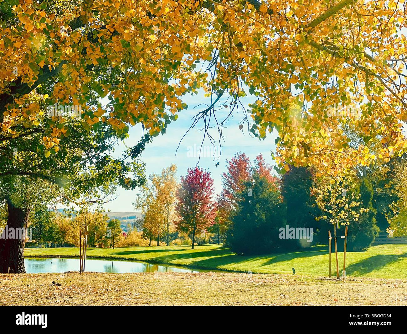 The Colors Of Autumn, Colorado, UsA - Smartphone Captured Stock Image