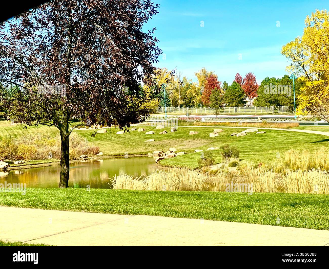 The Brilliance of Fall, Colorado, USA - Smartphone Captured Stock Image