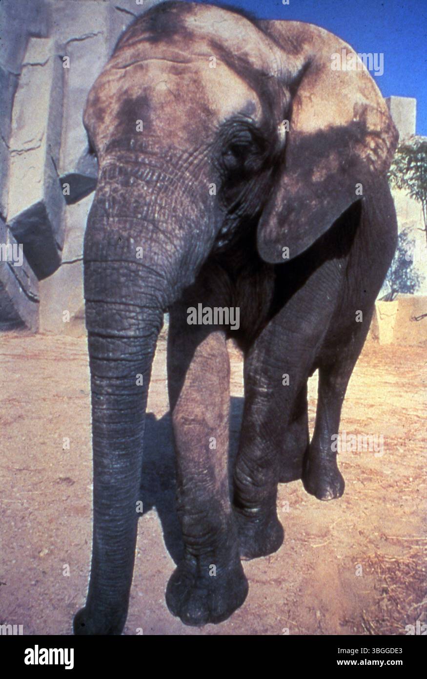 Circa October 1980, an African elephant is seen near rock formations in a zoo environment at the Columbus Zoo. The pachyderm has thick skin and uses its trunk for breathing, smelling, drinking, eating, communicating, social interaction, and defense. The trunk ends with a finger-like projection for grasping objects. Elephants walk on their toes, with a connective tissue heel pad. Stock Photo