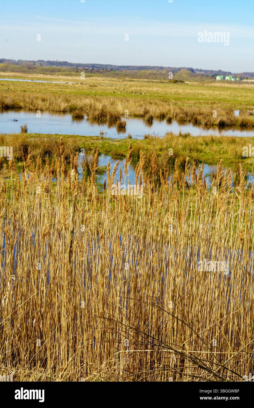 Golden reed grass at St. Aidan’s Nature Reserve inspires a sense of ...