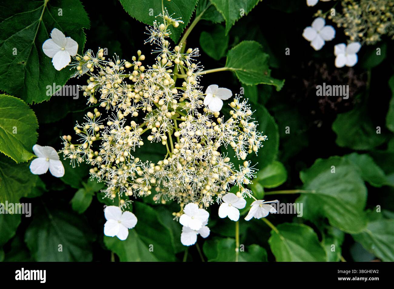 blossoms of a climbing hydrangea - close up Stock Photo