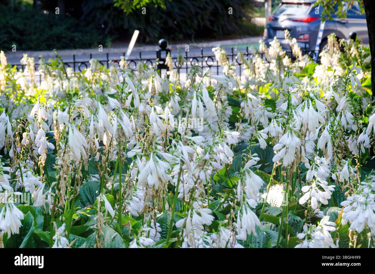 Siebold's plantain lily in Ottawa Stock Photo