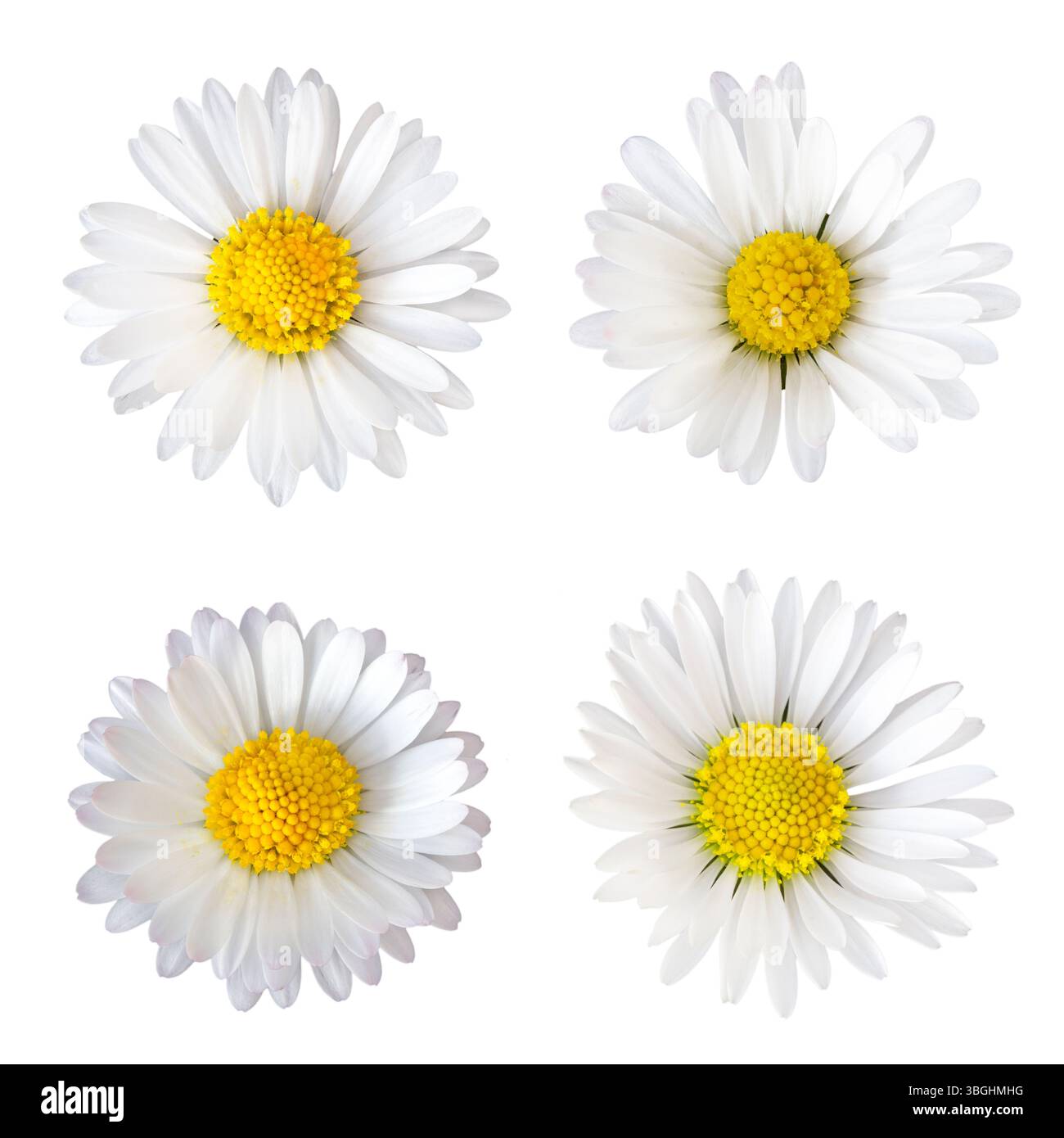 Four daisies (Bellis perennis), cropped on a white background Stock Photo