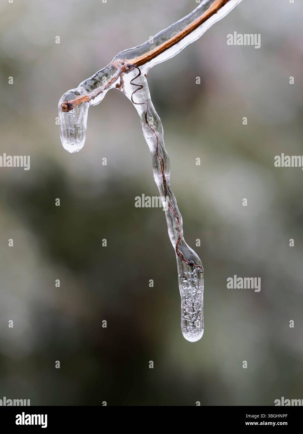 Freezing rain on trees hi-res stock photography and images - Alamy