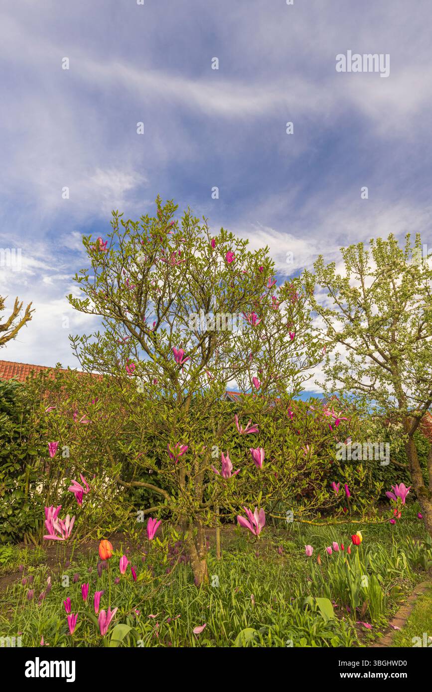 Magnolia tree full bloom hi-res stock photography and images - Alamy