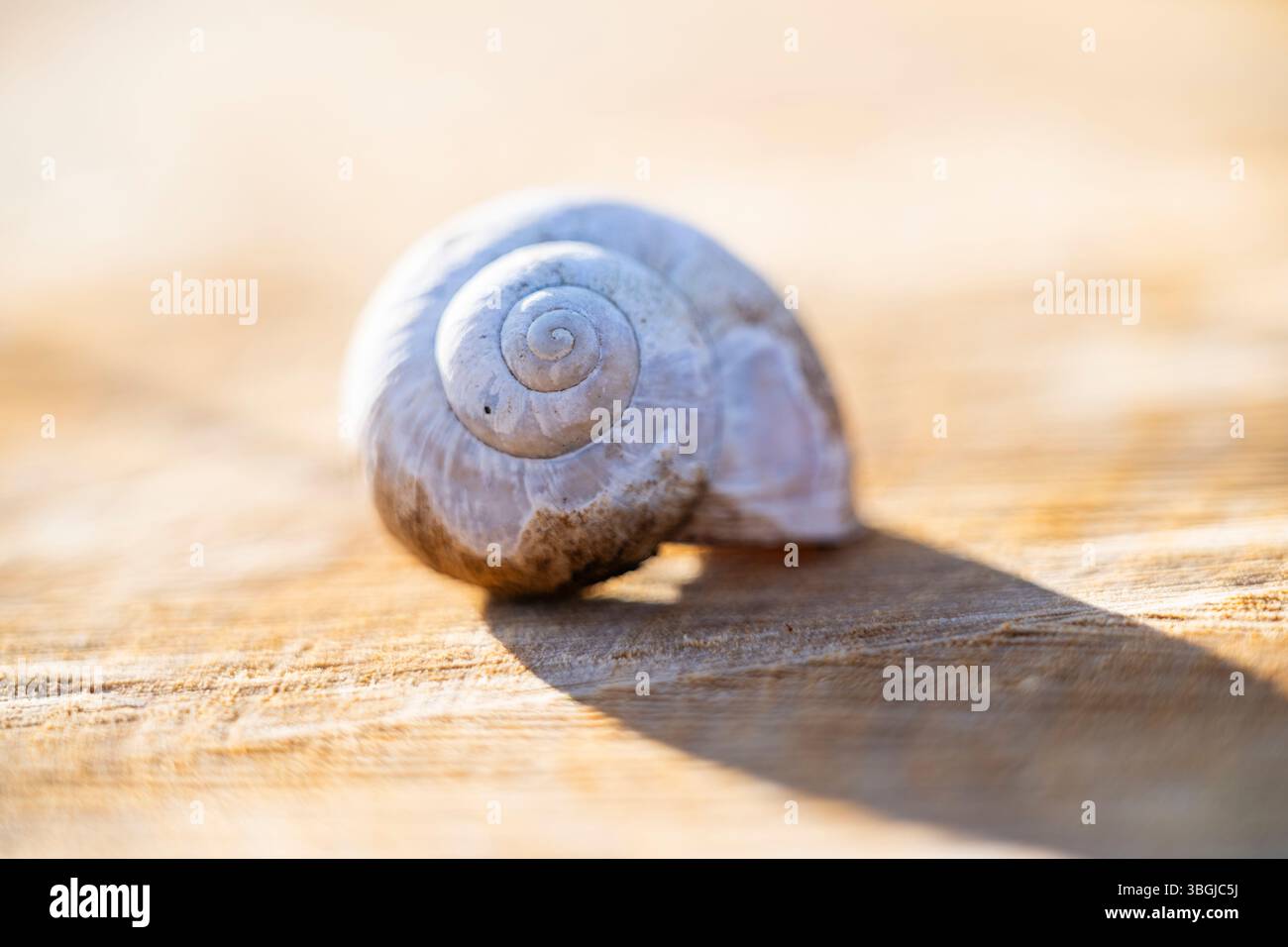 Empty Helix Shell Empty housing of the Burgundy snail (Helix pomatia), Germany, Europe ...